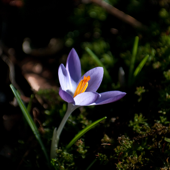 First crocus of 2009