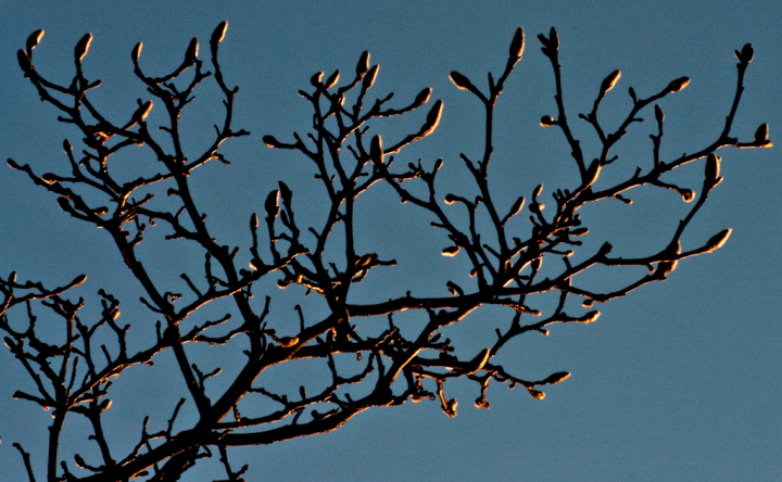 Bare magnolia, with buds