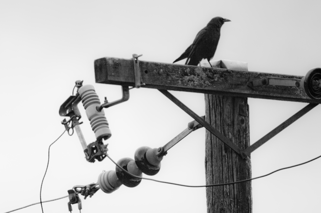 Crow on a telephone pole