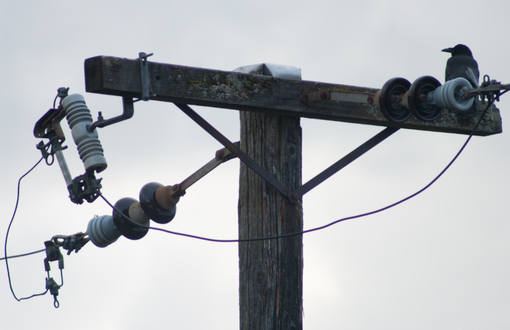 Crow on a telephone pole