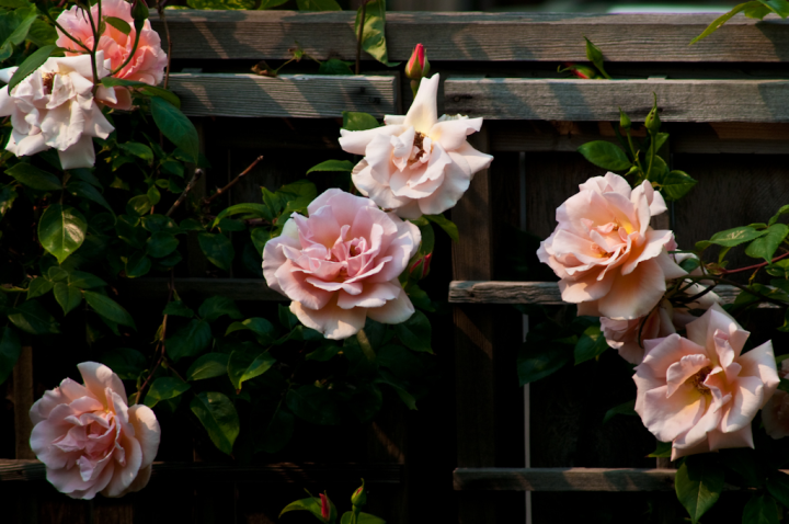 Royal Sunset rose blossoms