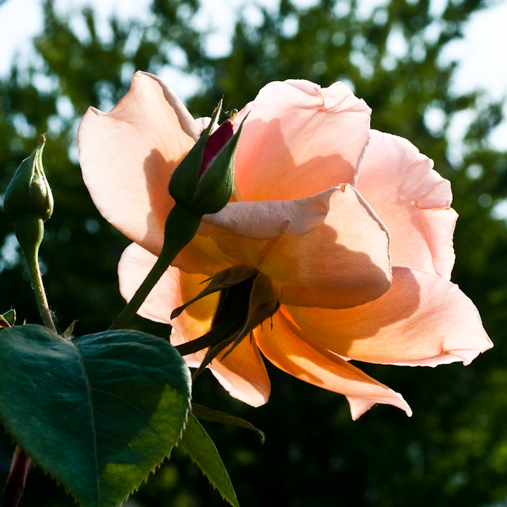 Sunlit Royal Sunset rose blossoms