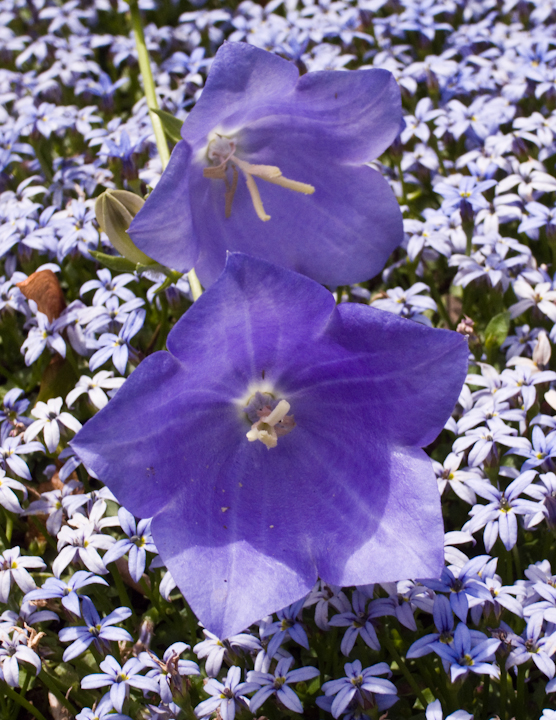 Medium purple blossoms against small purple blossoms