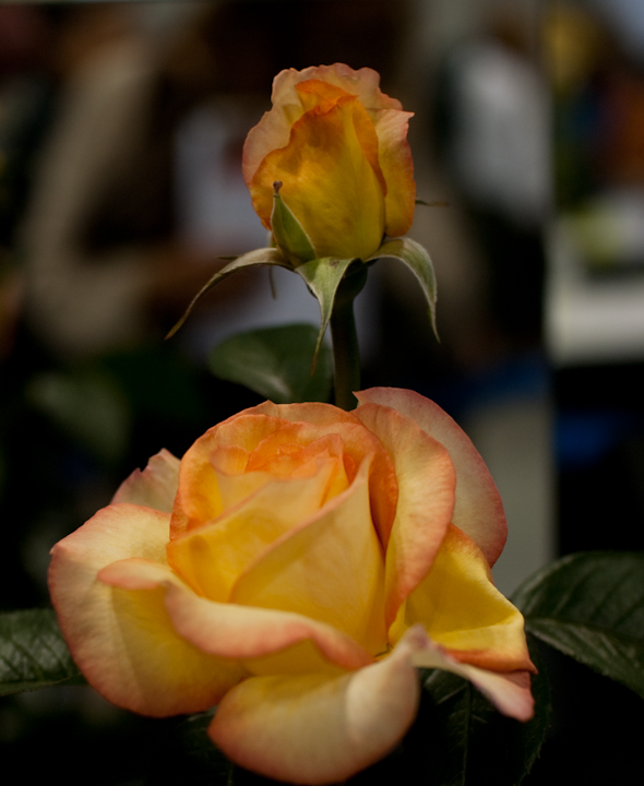 Two mostly-yellow rose blossoms at the World Rose Festival