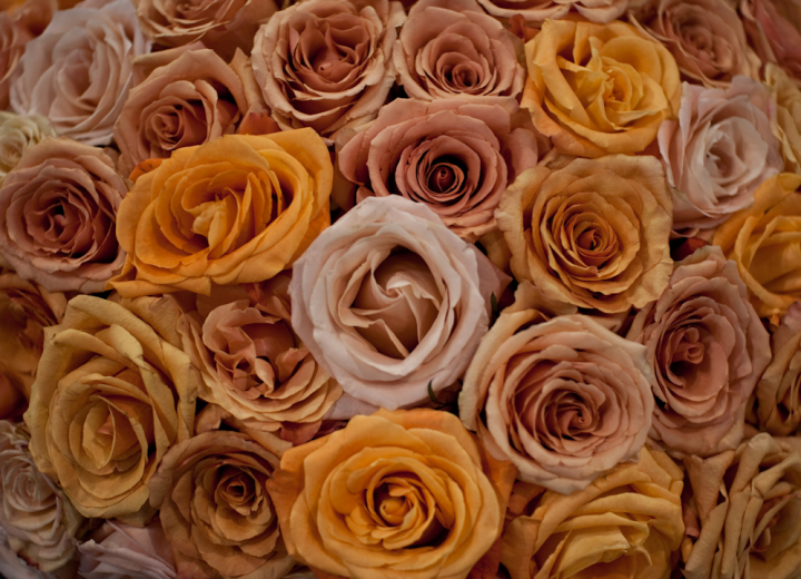 Massed roses at the World Rose Festival