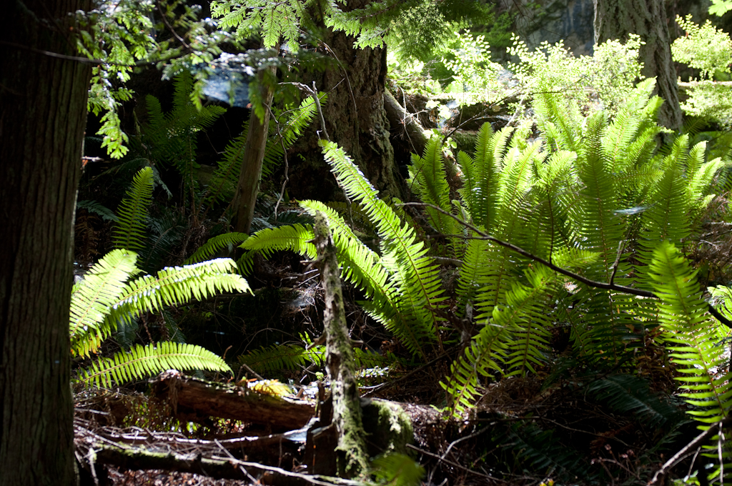 Keats island forest ferns