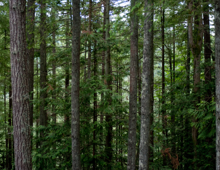 Looking sideways at big tree trunks, way up