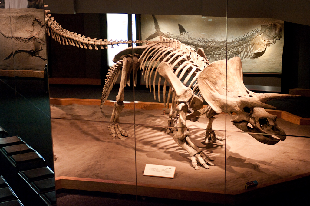 Triceratops skeleton reflected in mirror at the Tyrrell