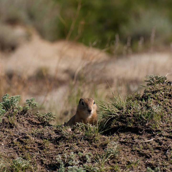 A Prairie Dog near Drumheller, Alberta