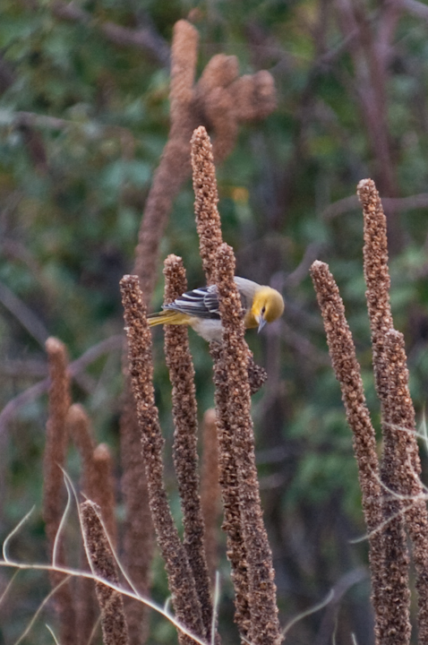 Part yellow bird near Lake Okanagan