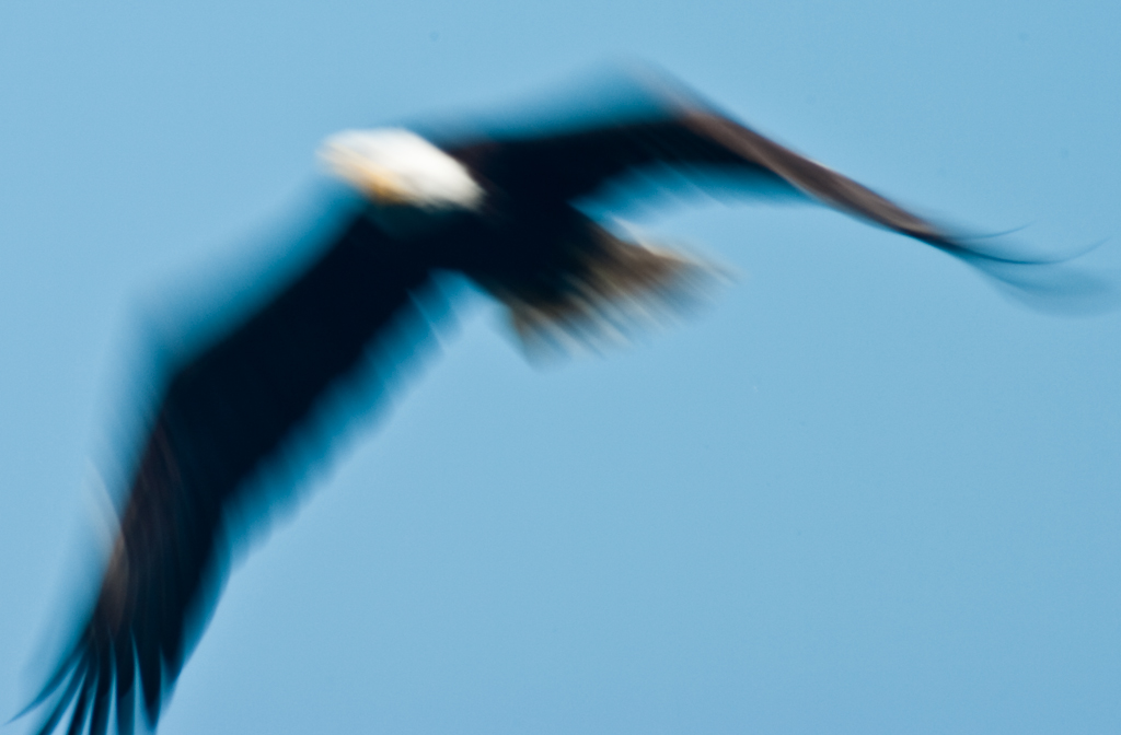Blurry shot of bald eagle climbing from the water