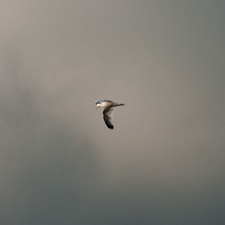 Gull