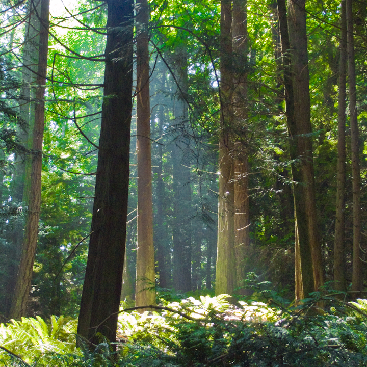 Sunbeam in a forest