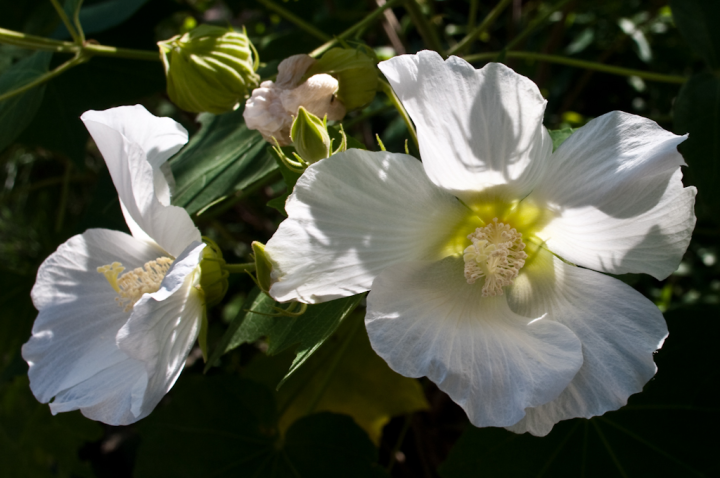 Flower in Matsue