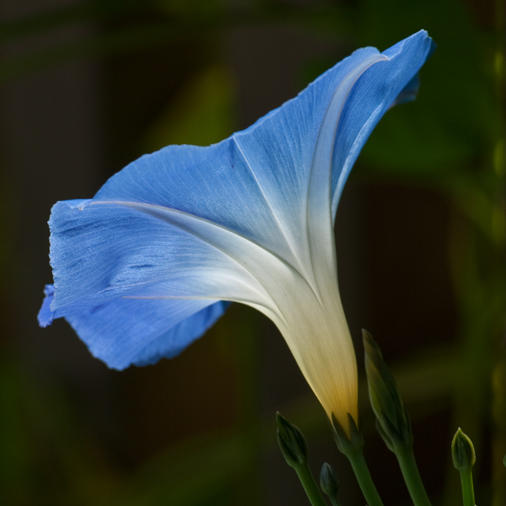 Flower in Vancouver