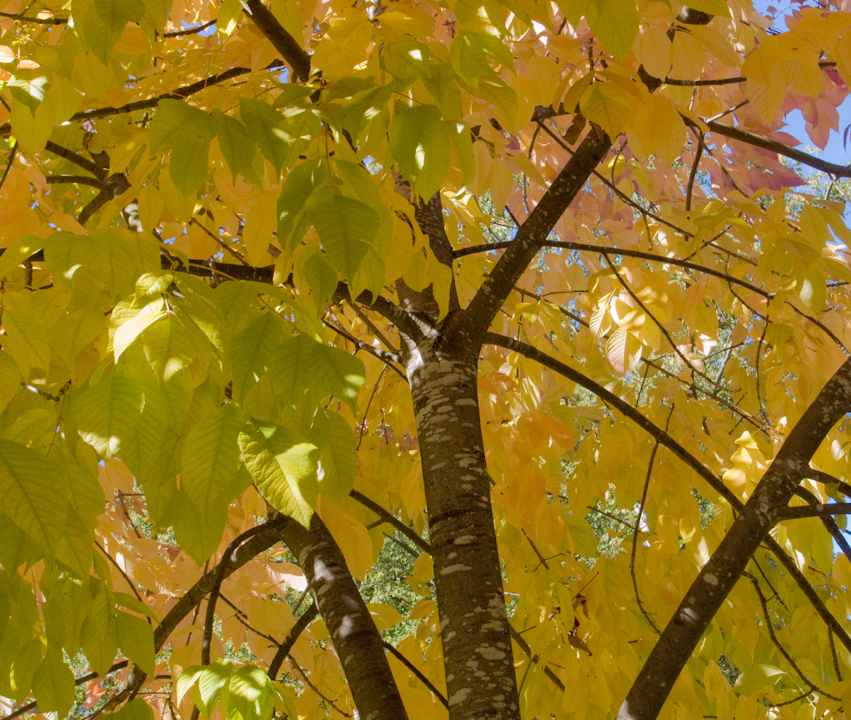 Yellow leaves, blue background