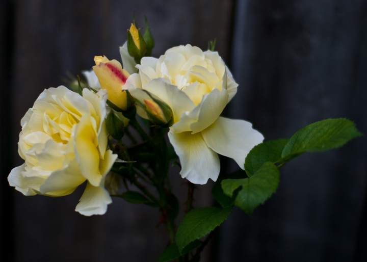 Yellow Roses