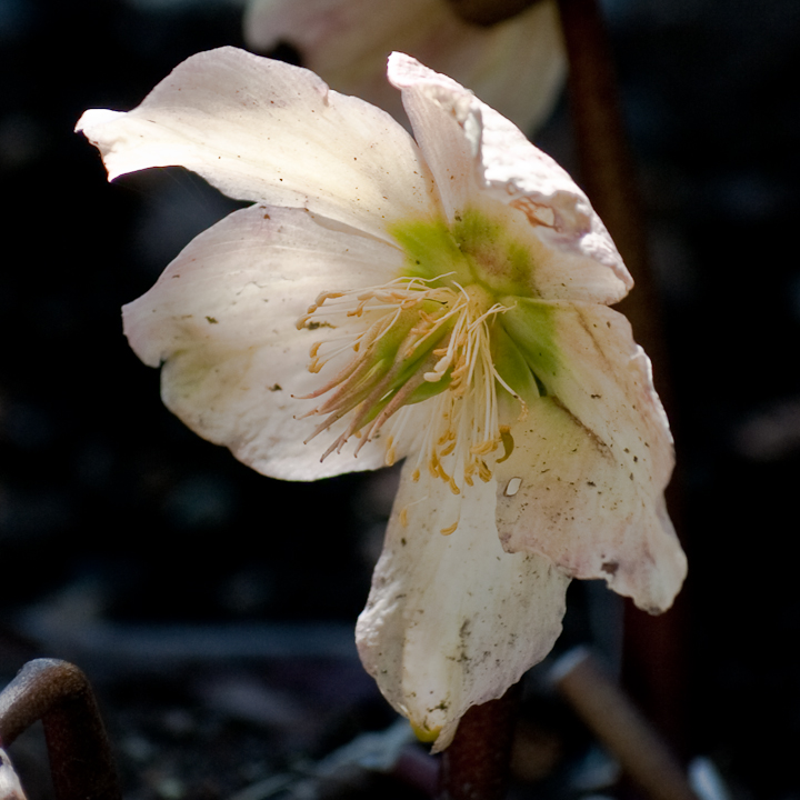 Bedraggled blossom