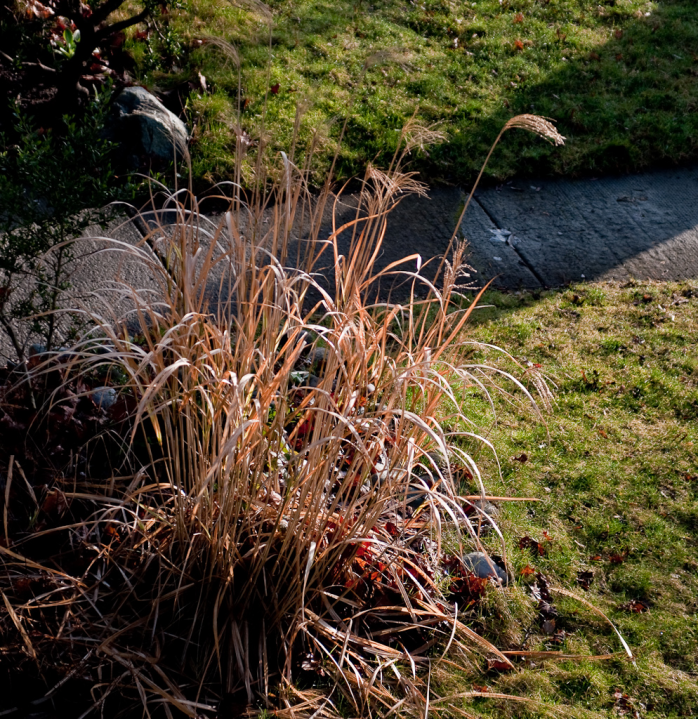 A sunlit autumn remnant, looking down