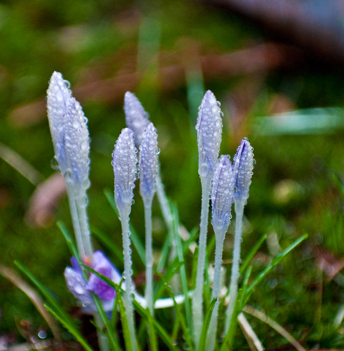 Wet, Blue, and Early