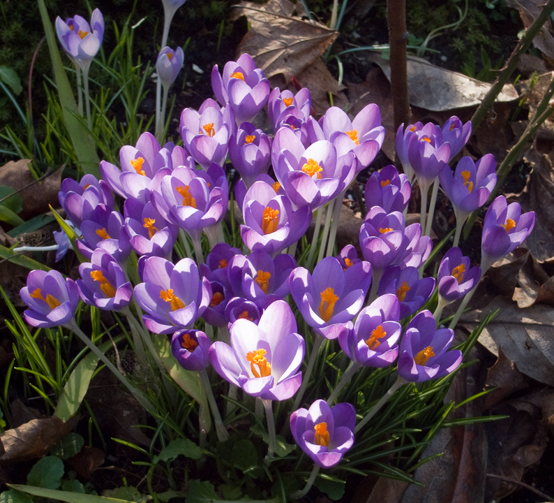 February crocuses