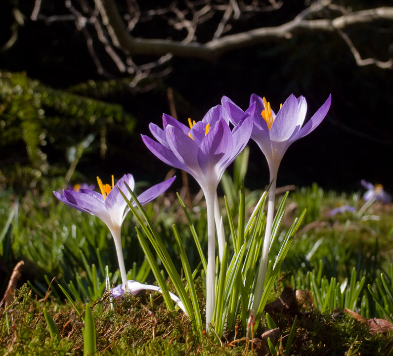 Late Early Flowers