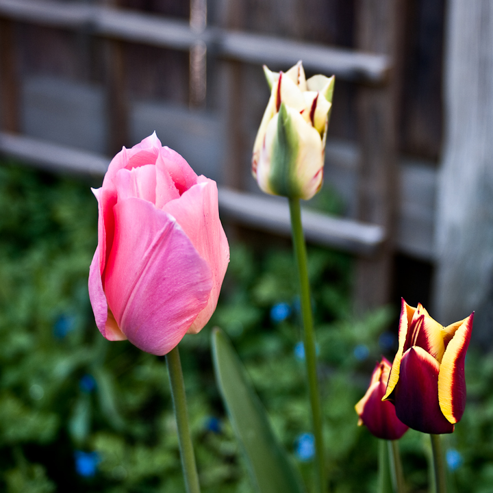 Three tulips