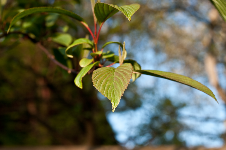 Leaf