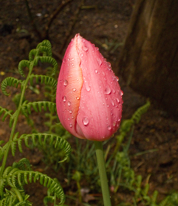 Wet salmon tulip