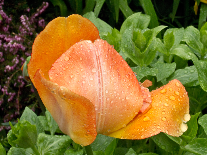 Wet orange tulip