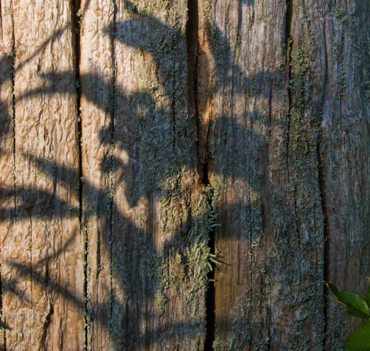 Mossy woodgrain with shadows