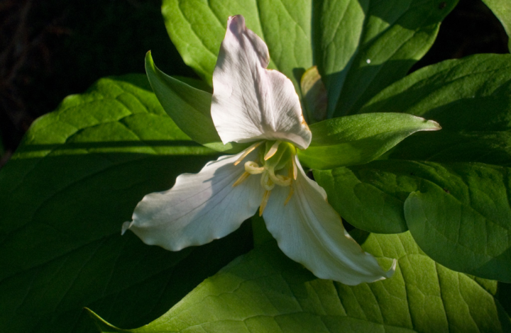 Trillium