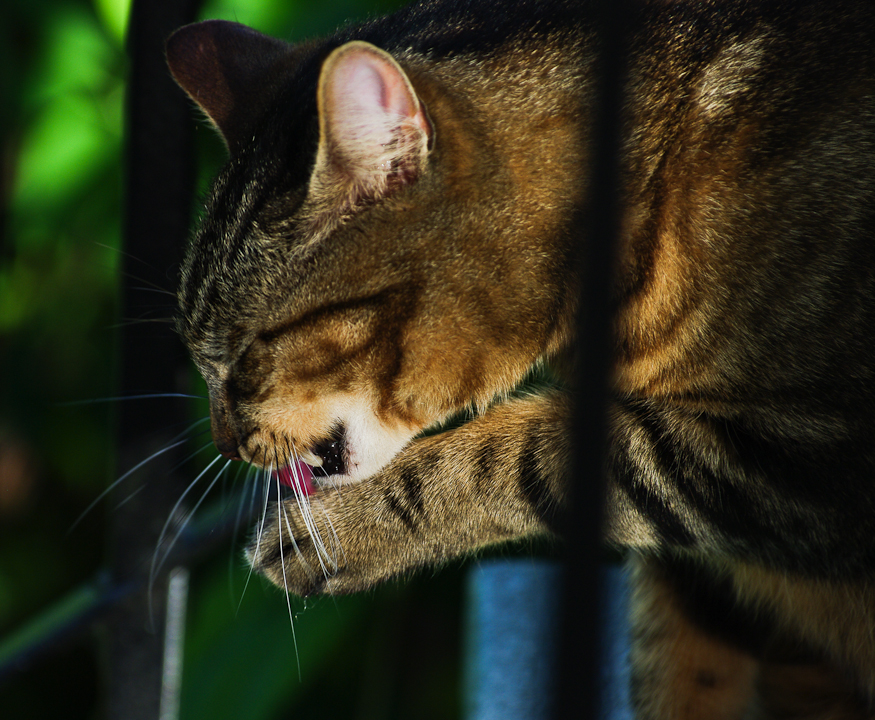 Cat (note tongue at work)