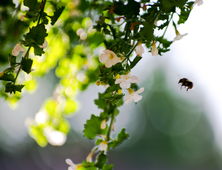 Flowers and large arthropod