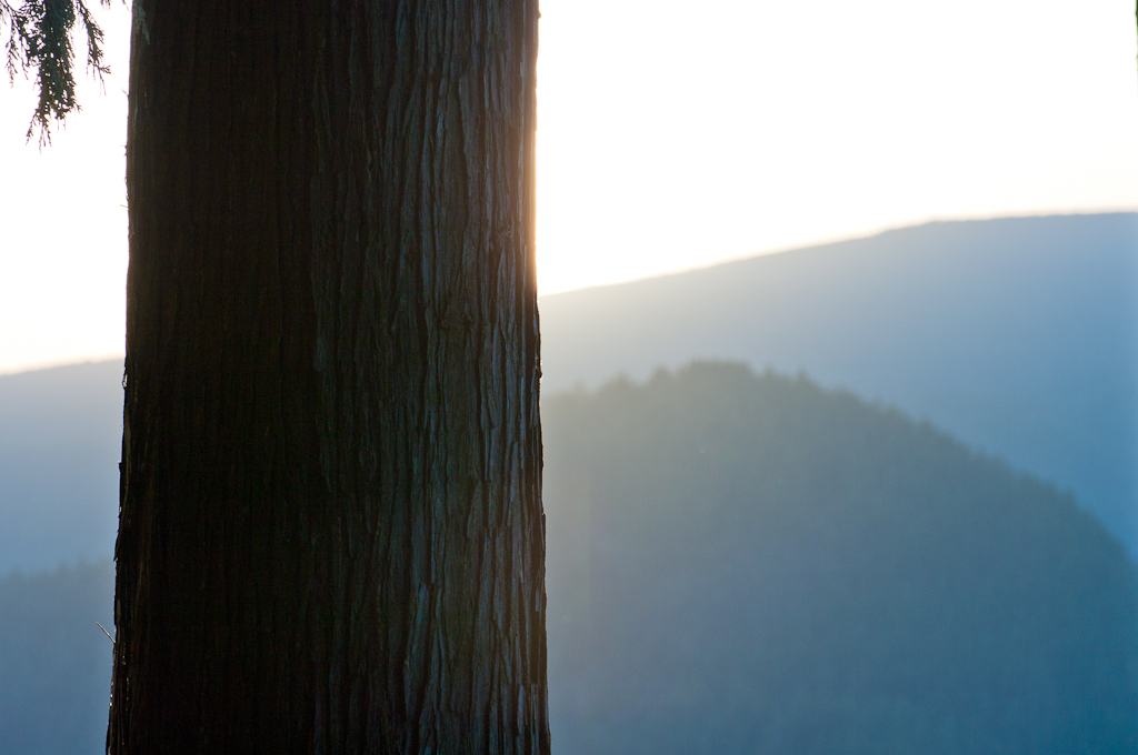 Sun behind tree