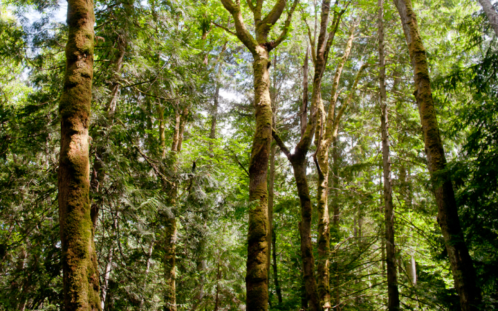 Sunlit rain forest interior