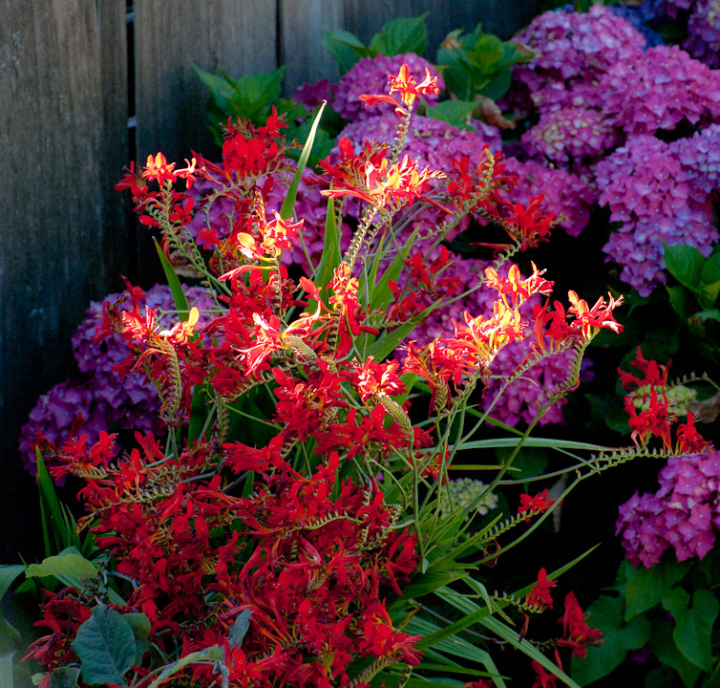 Crocosmia foreground, Hydrangea background