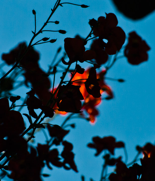 Apricot blur behind black botanical silhouettes