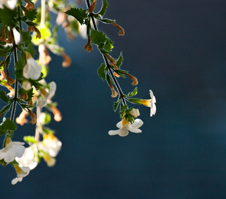 Hanging flowers overexposed in the evening sun