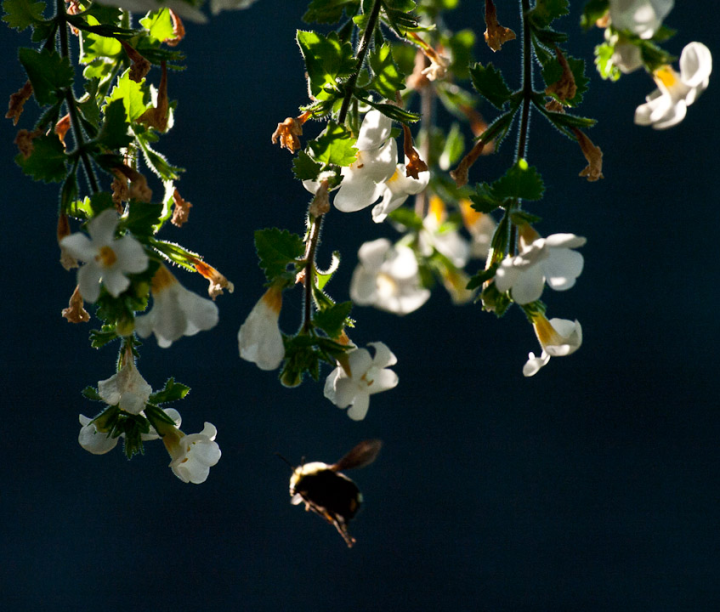 Hanging flowers overexposed in the evening sun, with bee