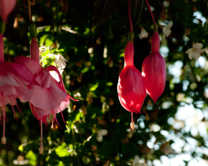 Hanging pink flowers overexposed in the evening sun