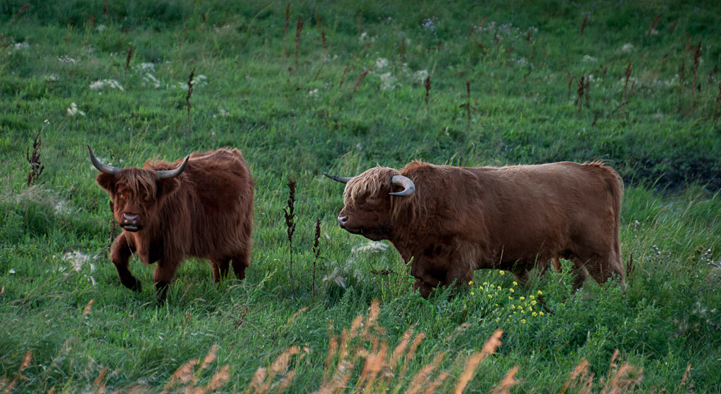 Highland cattle at sunset