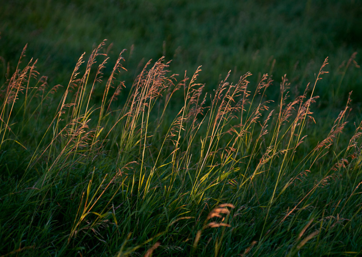 Prairie grass at sunset