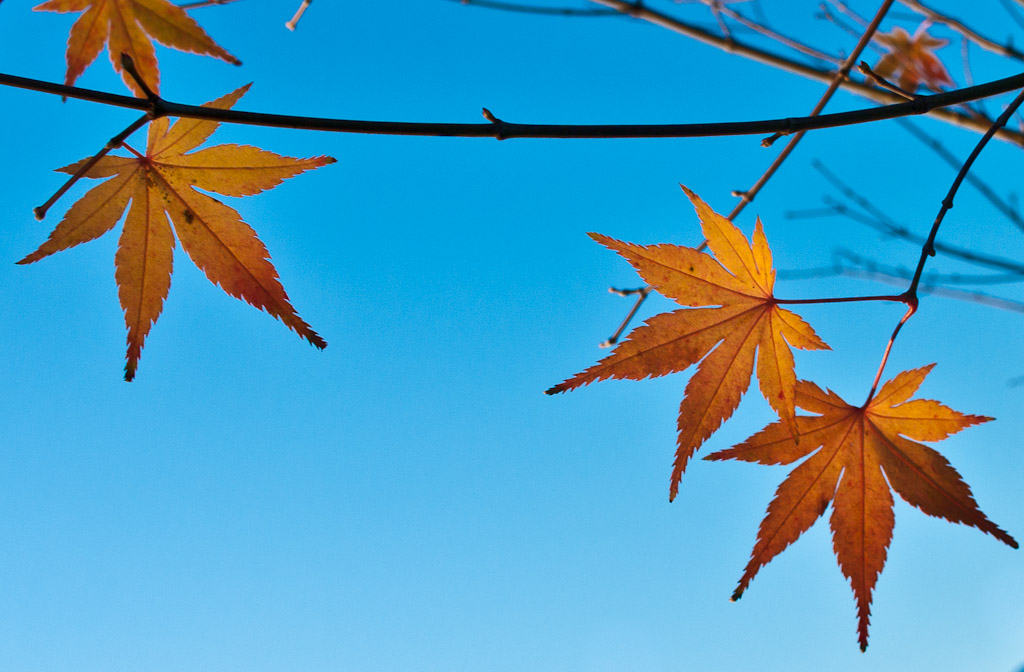 Yellow leaves against the sky