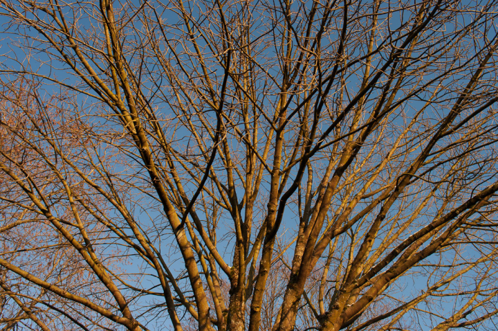 Really big bare tree enjoying November sunshine