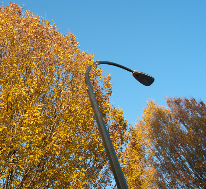 Yellow trees and municipal streetlamp