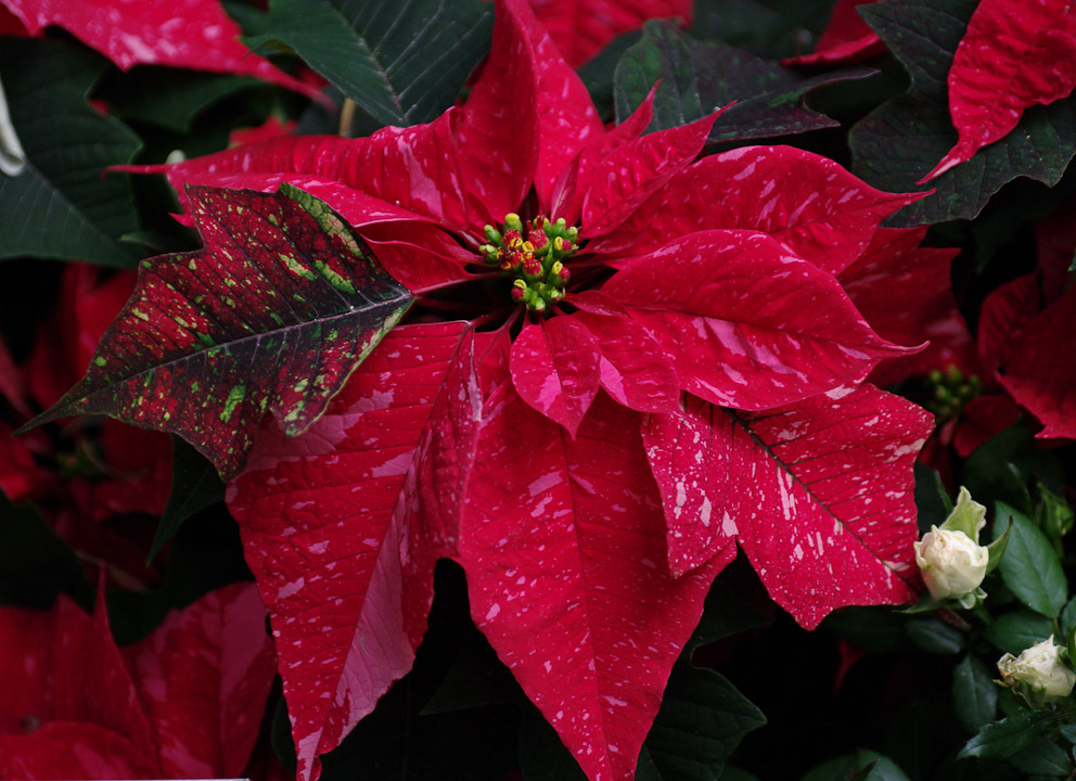 Poinsettia at the Boedel Floral conservatory