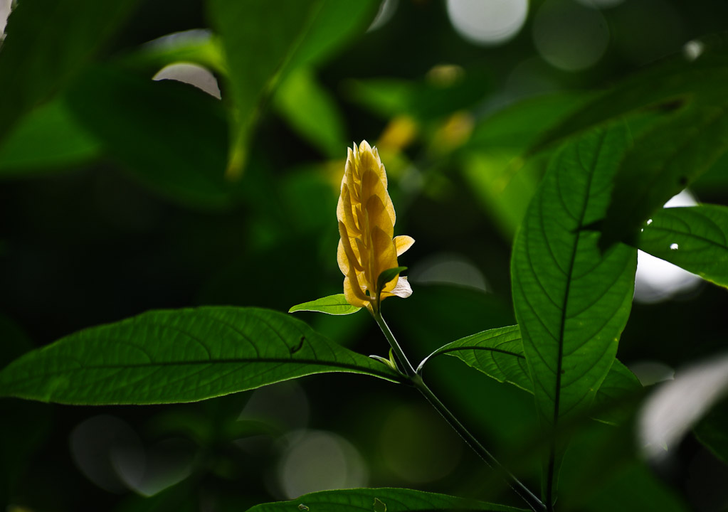 Yellow blossom at the Boedel Floral conservatory