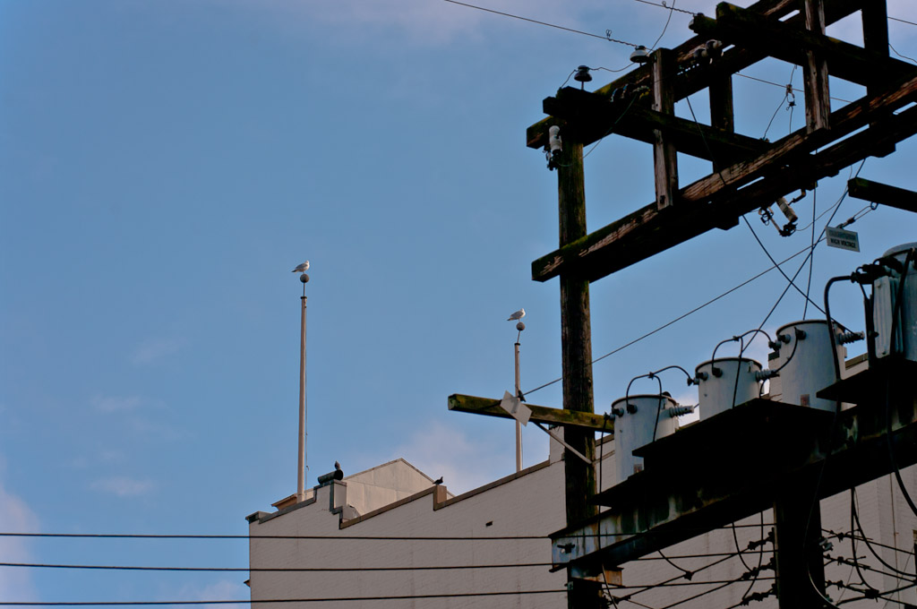 Seagulls and Geometry in Vancouver’s DTES