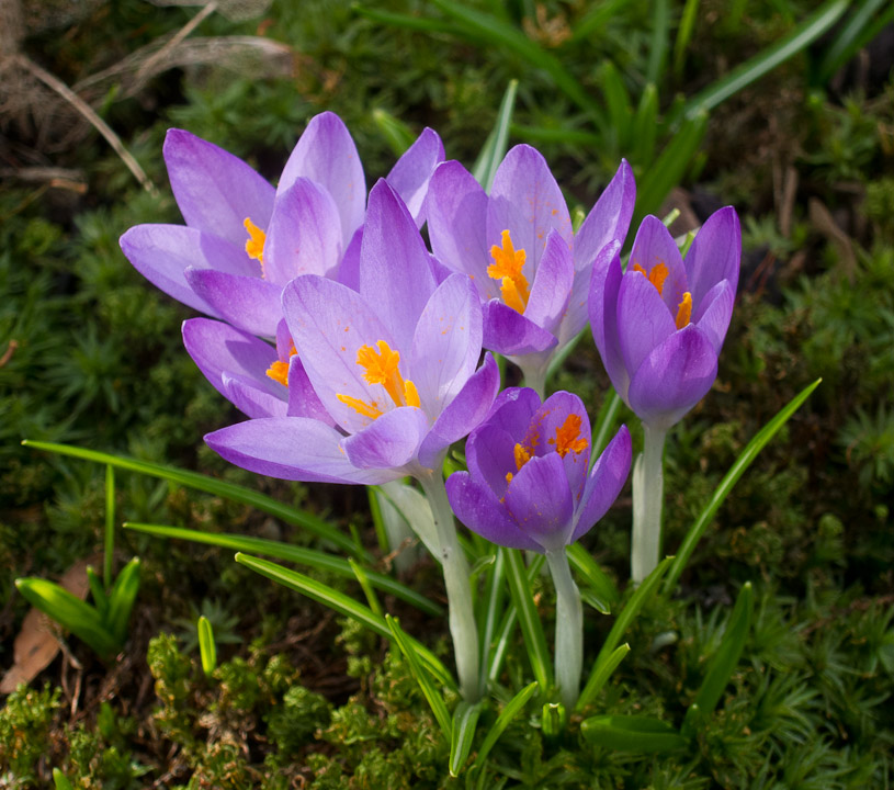 Spring crocuses